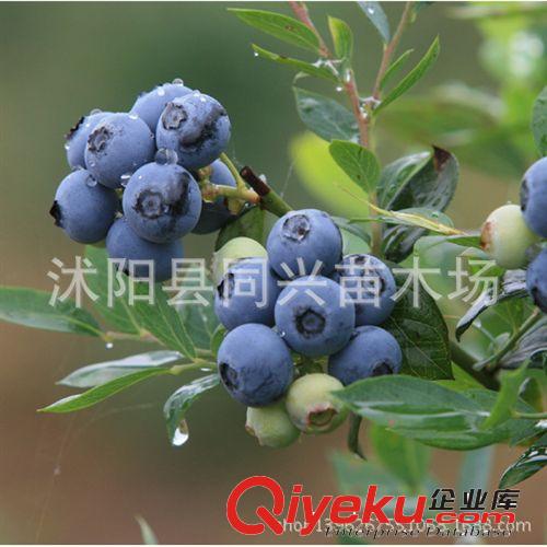 出售多年生野生枸杞苗 枸杞苗 多年生枸杞 枸杞種植基地
