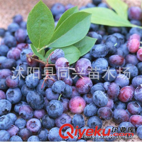 組培藍莓苗 盆栽藍莓樹苗 南方果樹苗 確保成活 當年結果大苗原始圖片2