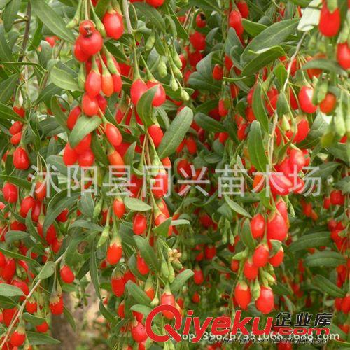 果樹(shù)苗六七年苗 盆栽藍(lán)莓苗 矮叢藍(lán)莓苗 美登 抗寒能力強(qiáng)保證品種