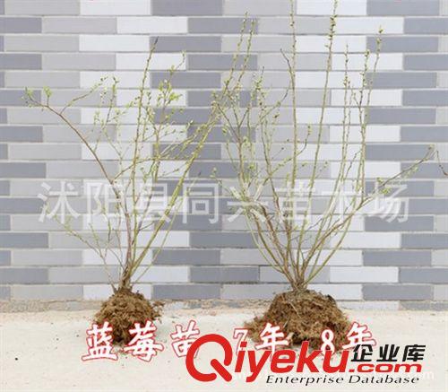 果樹(shù)苗六七年苗 盆栽藍(lán)莓苗 矮叢藍(lán)莓苗 美登 抗寒能力強(qiáng)保證品種原始圖片3