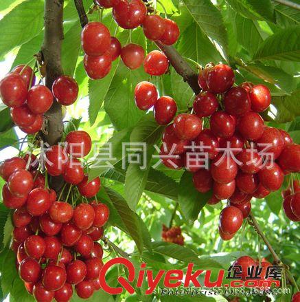 櫻桃樹苗-紅燈大櫻桃苗-櫻桃樹\盆栽地栽果樹當年可結果原始圖片2