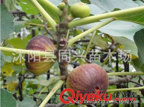 果樹苗 無花果樹苗 日本紫果無花果苗等 夏秋果實累累 當年結果原始圖片2