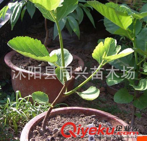 果樹苗 無花果樹苗 日本紫果無花果苗等 夏秋果實累累 當年結果原始圖片3