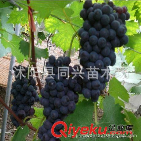 批發(fā)果樹(shù)苗 突尼斯軟籽甜石榴樹(shù)苗 甜石榴苗 優(yōu)質(zhì)品種果樹(shù)苗