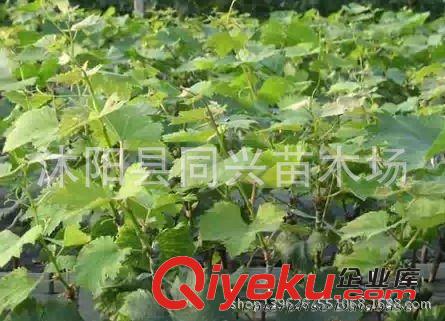 果樹苗 玫瑰香 夏黑葡萄苗 戶太10號等 葡萄苗批發 葡萄苗原始圖片3