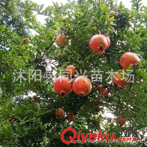 批發(fā)果樹(shù)苗 突尼斯軟籽甜石榴樹(shù)苗 甜石榴苗 優(yōu)質(zhì)品種果樹(shù)苗