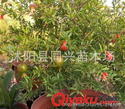 批發(fā)果樹(shù)苗 突尼斯軟籽甜石榴樹(shù)苗 甜石榴苗 優(yōu)質(zhì)品種果樹(shù)苗原始圖片2