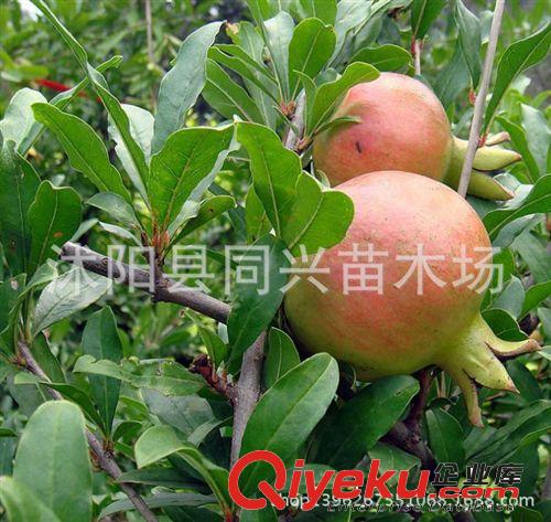 批發(fā)果樹(shù)苗 突尼斯軟籽甜石榴樹(shù)苗 甜石榴苗 優(yōu)質(zhì)品種果樹(shù)苗原始圖片3