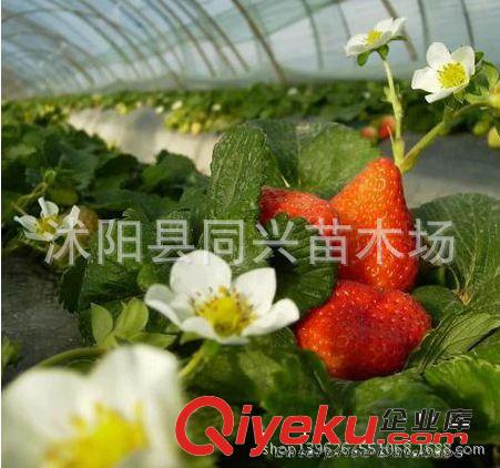 批發(fā)草莓 直銷草莓苗 日本紅顏草莓幼苗 草莓小苗 包成活 結(jié)果早