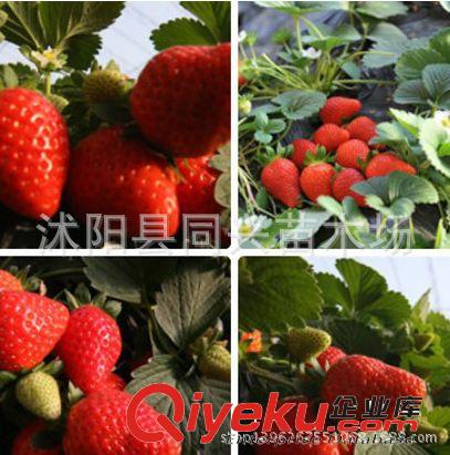 批發(fā)草莓 直銷草莓苗 日本紅顏草莓幼苗 草莓小苗 包成活 結(jié)果早