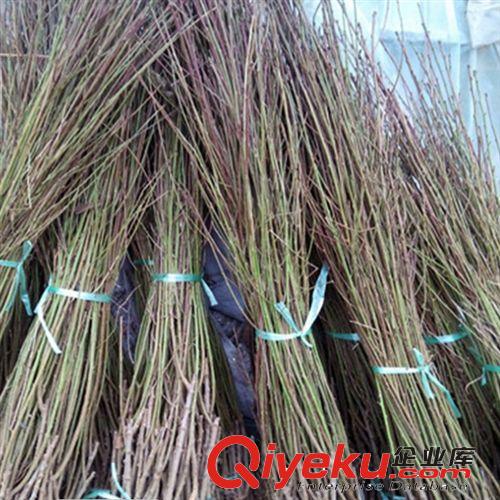 綠化苗木桃樹苗 批發 毛桃苗 品種桃樹嫁接 占地用苗