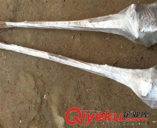 綠化苗木桃樹苗 批發 毛桃苗 品種桃樹嫁接 占地用苗原始圖片3
