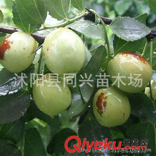 國(guó)光大棗苗 直銷棗樹苗 紅棗樹苗 嫁接果樹苗 掛果多 苗圃苗