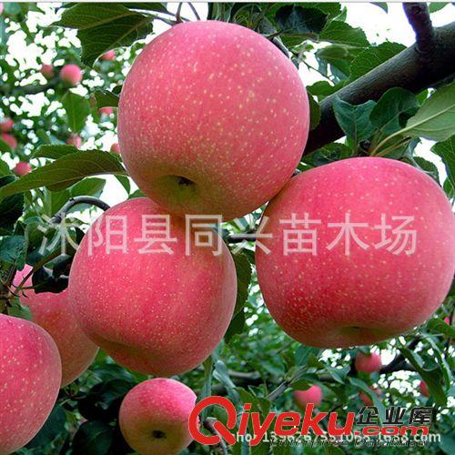 盆栽果樹苗 波姬紅無花果苗 2年無花果樹苗盆栽當(dāng)年結(jié)果