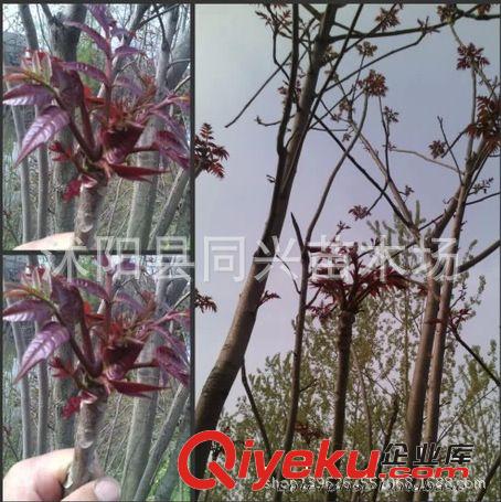 批發(fā)當(dāng)年可食用香椿樹苗 香椿苗紅油香椿樹苗可盆栽地栽