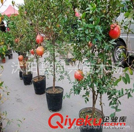 批發(fā)果樹苗大紅袍石榴 甜石榴樹苗 甜石榴苗 優(yōu)質(zhì)品種果樹苗原始圖片3