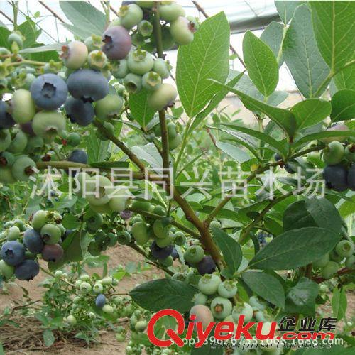 山楂樹苗批發(fā) 嫁接山楂樹苗盆栽地栽 適合南北方 包成活
