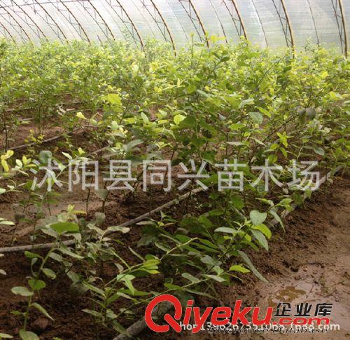 藍莓樹苗 優(yōu)質(zhì)藍莓苗 南方果樹苗 兔眼藍莓帶營養(yǎng)缽發(fā)貨 確保成活原始圖片2