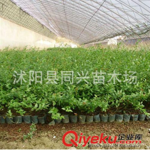 藍莓樹苗 優(yōu)質(zhì)藍莓苗 南方果樹苗 兔眼藍莓帶營養(yǎng)缽發(fā)貨 確保成活原始圖片3