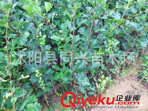 山楂樹苗批發(fā) 嫁接山楂樹苗盆栽地栽 適合南北方 包成活
