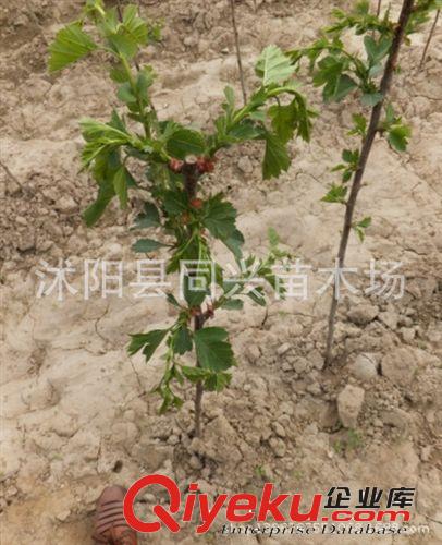 山楂樹苗批發(fā) 嫁接山楂樹苗盆栽地栽 適合南北方 包成活
