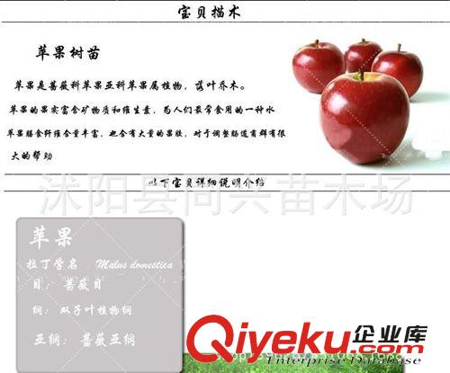 出售果樹苗 蘋果樹苗 美國8號 蘋果苗 嫁接苗口感好 當(dāng)年結(jié)果原始圖片3