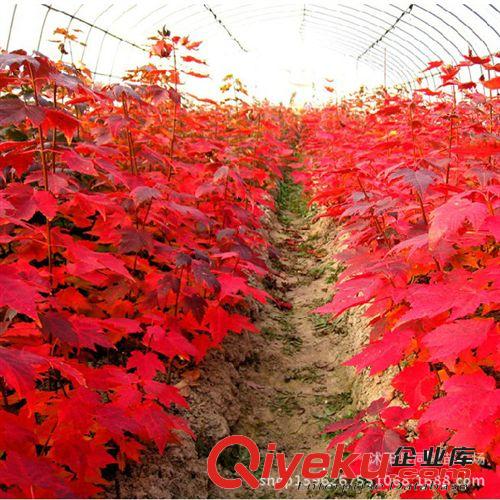 批發(fā)美國紅楓樹苗行道樹綠化苗木紅楓小苗秋火焰