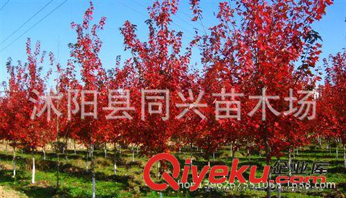 批發(fā)美國紅楓樹苗行道樹綠化苗木紅楓小苗秋火焰