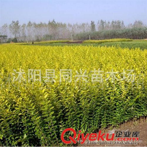 批發(fā)美國(guó)紅楓樹苗行道樹綠化苗木紅楓小苗秋火焰