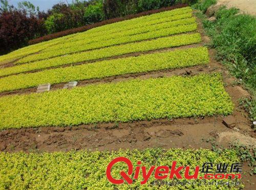 綠化苗木黃葉女貞苗金葉女貞苗金葉女貞小苗彩色苗木原始圖片2