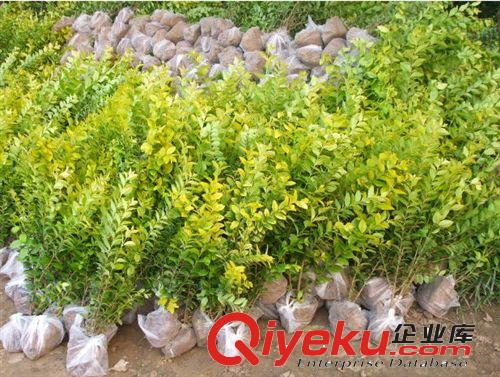 綠化苗木黃葉女貞苗金葉女貞苗金葉女貞小苗彩色苗木原始圖片3