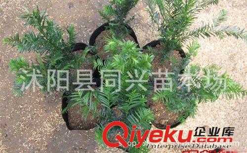 紅豆杉盆栽 紅豆杉苗 凈化空氣 xd吸甲醛 tr制氧 紅豆杉