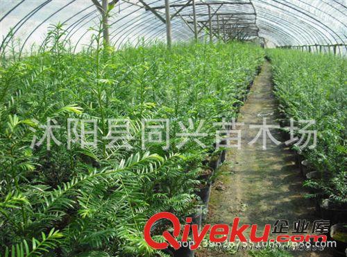 紅豆杉盆栽 紅豆杉苗 凈化空氣 xd吸甲醛 tr制氧 紅豆杉