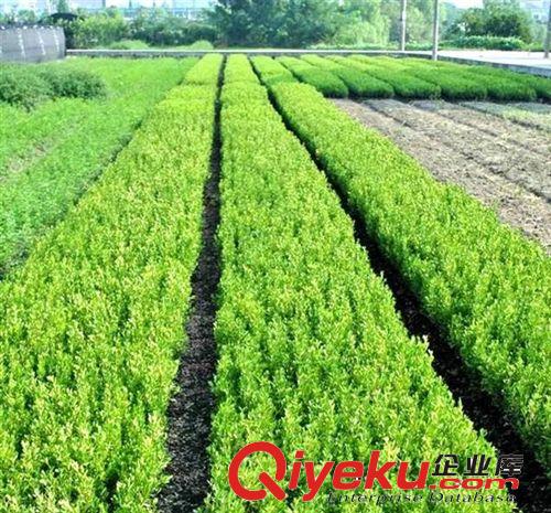 瓜子黃楊樹苗小葉黃楊小苗綠化苗木 庭院街道植物 苗圃批發(fā)直銷