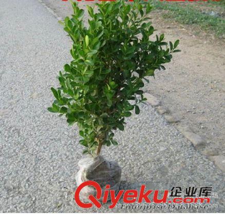 瓜子黃楊樹苗小葉黃楊小苗綠化苗木 庭院街道植物 苗圃批發(fā)直銷