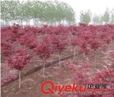 批發(fā)日本紅楓樹苗行道樹綠化苗木紅楓小苗