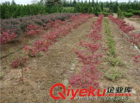 批發(fā)日本紅楓樹苗行道樹綠化苗木紅楓小苗