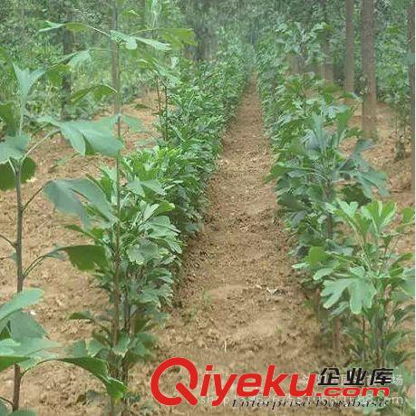 批發(fā)綠化苗木銀杏苗  銀杏小苗 白果苗 銀杏樹苗規(guī)格齊全