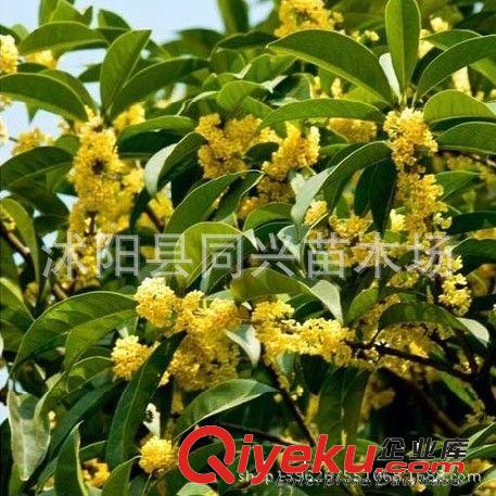 批發(fā)桂花樹苗 金桂 丹桂 四季桂小苗 品種齊全