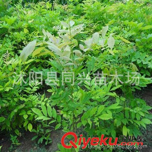 批發(fā)桂花樹苗 金桂 丹桂 四季桂小苗 品種齊全