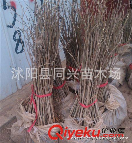 基地直銷紫藤樹苗 庭院別墅美化 多花紫藤苗 紫花紫藤 攀援花卉原始圖片2