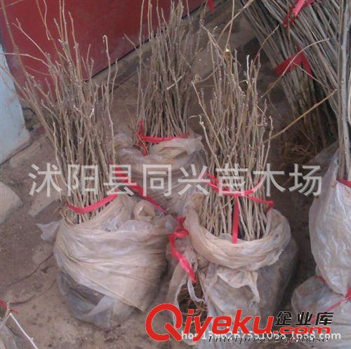 基地直銷紫藤樹苗 庭院別墅美化 多花紫藤苗 紫花紫藤 攀援花卉原始圖片3