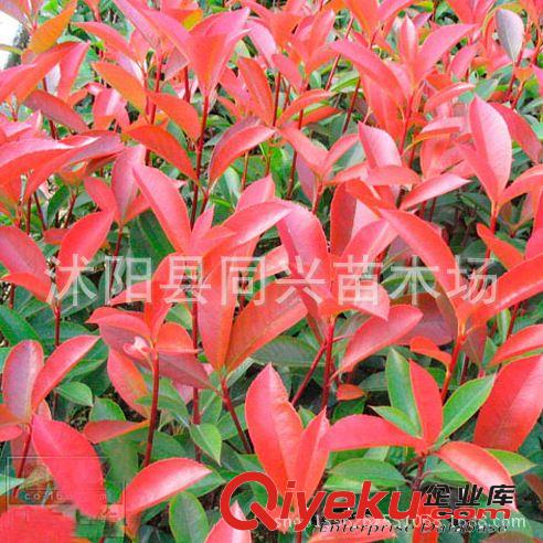 基地直銷紫藤樹苗 庭院別墅美化 多花紫藤苗 紫花紫藤 攀援花卉