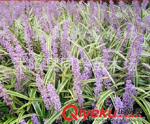 庭院綠化地被花草【金邊麥冬】苗矮生玉龍草苗原始圖片3