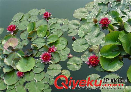 直銷睡蓮種苗 觀賞花卉 水生植物 睡蓮根塊 顏色品種齊全原始圖片2