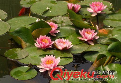 直銷睡蓮種苗 觀賞花卉 水生植物 睡蓮根塊 顏色品種齊全原始圖片3
