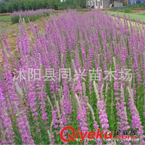 直銷睡蓮種苗 觀賞花卉 水生植物 睡蓮根塊 顏色品種齊全