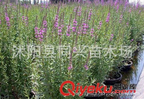 供應批發綠化苗 水生花卉 千屈菜 水養植物原始圖片2