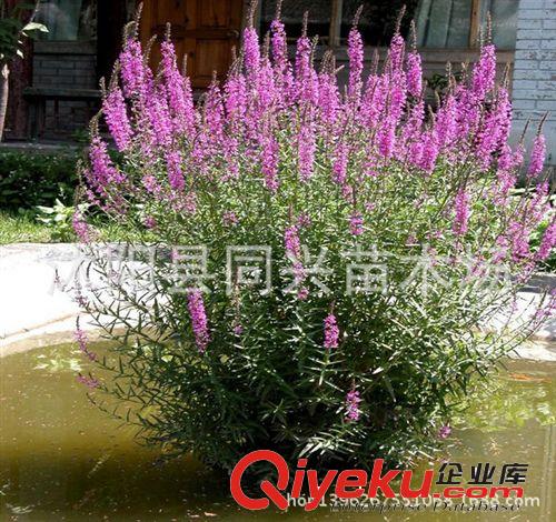 供應批發綠化苗 水生花卉 千屈菜 水養植物原始圖片3