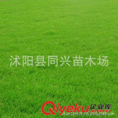 出售觀賞型草坪，幸運草紅三葉草，三葉草種子